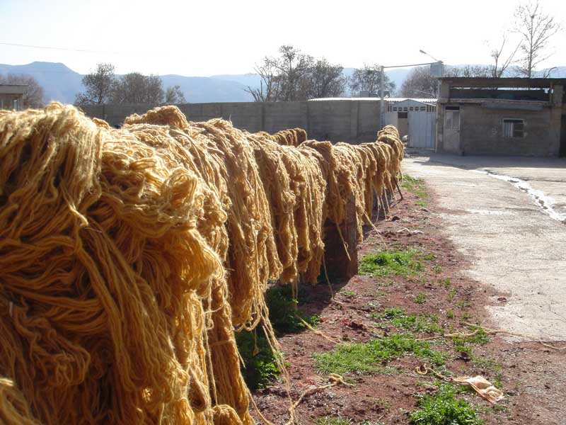 Ochre Sheep Wool Drying In Shiraz